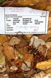 Mycena abramsii image