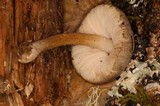 Pluteus roseipes image