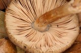 Pluteus roseipes image