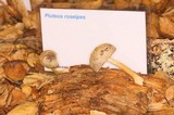 Pluteus roseipes image