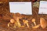 Chroogomphus tomentosus image