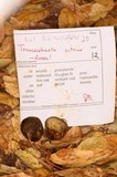 Truncocolumella citrina image
