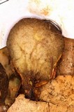 Truncocolumella citrina image