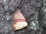 Fomitopsis mounceae image