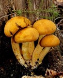 Phaeolepiota aurea image