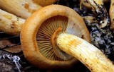 Phaeolepiota aurea image