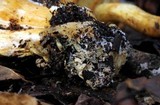 Phaeolepiota aurea image
