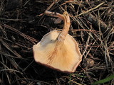 Clitocybe flaccida image