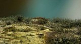 Helminthosporium velutinum image
