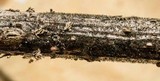 Helminthosporium velutinum image
