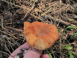 Clitocybe flaccida image
