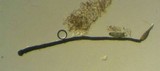 Helminthosporium velutinum image