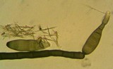 Helminthosporium velutinum image