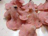 Pleurotus djamor image