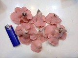 Pleurotus djamor image