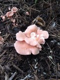 Pleurotus djamor image