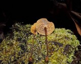 Xeromphalina cauticinalis image