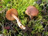 Inocybe rennyi image