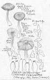 Inocybe rennyi image