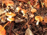 Inocybe nitidiuscula image