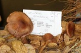Cortinarius athabascus image