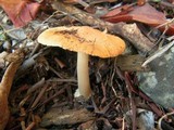 Inocybe xanthomelas image