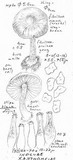 Inocybe xanthomelas image