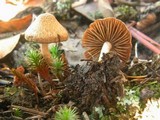 Inocybe hirtella image