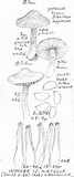 Inocybe hirtella image