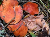 Lactarius substriatus image