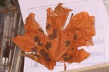 Rhytisma punctatum image