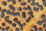 Rhytisma punctatum image