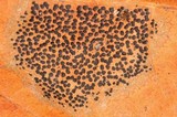 Rhytisma punctatum image