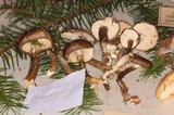 Hygrophorus olivaceoalbus image