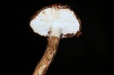 Hygrophorus olivaceoalbus image