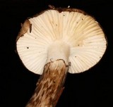 Hygrophorus olivaceoalbus image