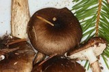 Hygrophorus olivaceoalbus image