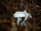 Hygrophorus eburneus image