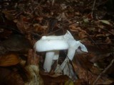 Hygrophorus eburneus image