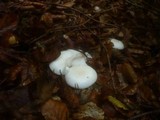 Hygrophorus eburneus image