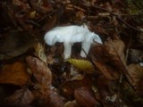 Hygrophorus eburneus image