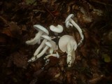 Hygrophorus eburneus image