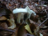 Hygrophorus eburneus image