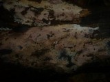 Hyphoderma setigerum image