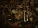 Inocybe hirtella image