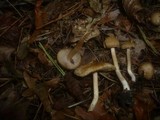 Inocybe hirtella image
