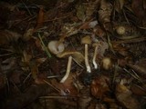 Inocybe hirtella image