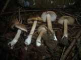 Inocybe phaeoleuca image