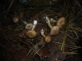 Inocybe phaeoleuca image