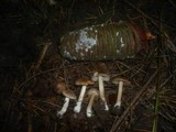 Inocybe phaeoleuca image